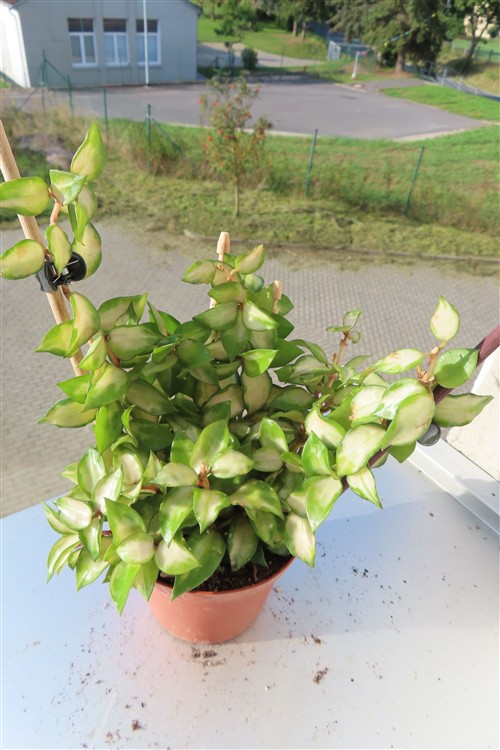 Hoya sp. Bruno