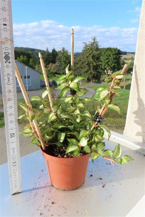 Hoya sp. Bruno