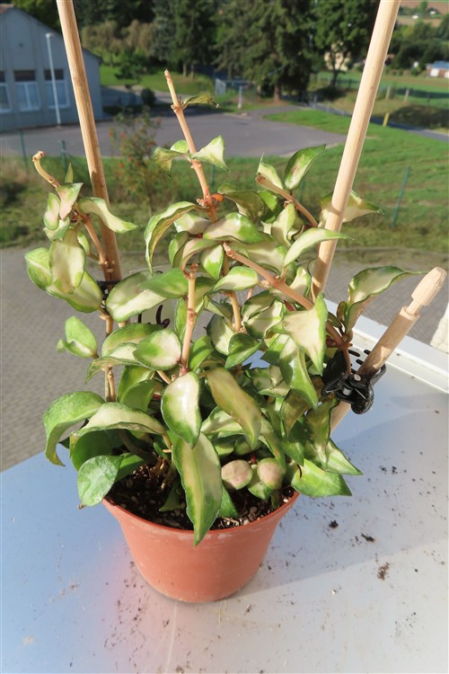Hoya sp. Bruno