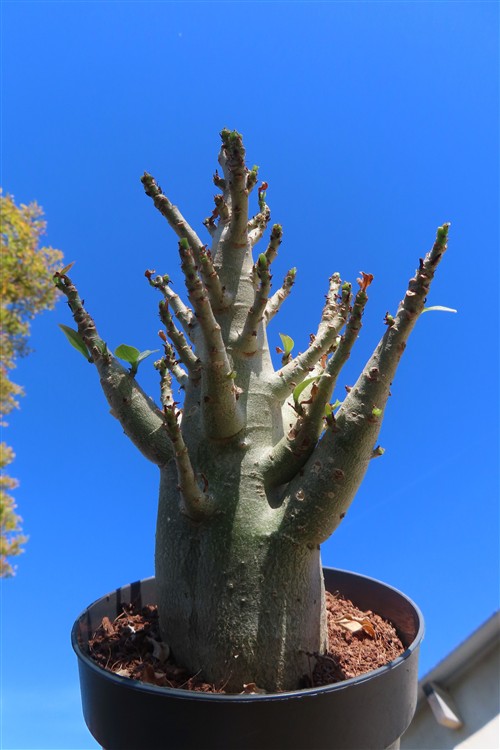 Adenium Baobab