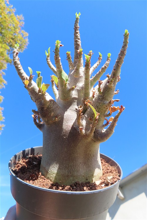 Adenium Baobab