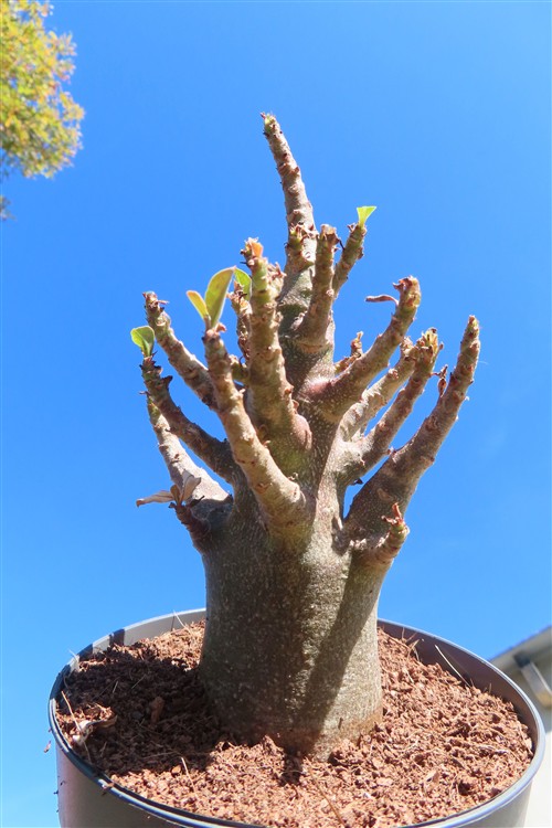 Adenium Baobab