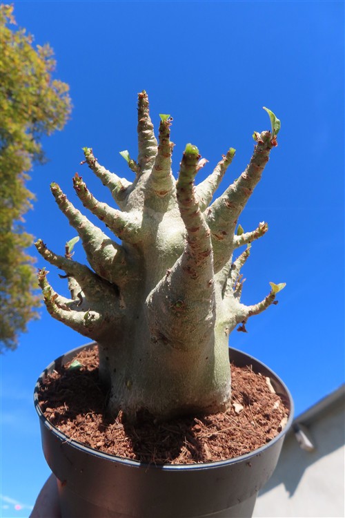 Adenium Baobab