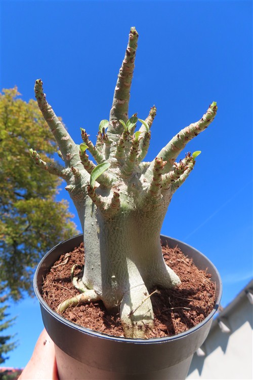 Adenium Baobab