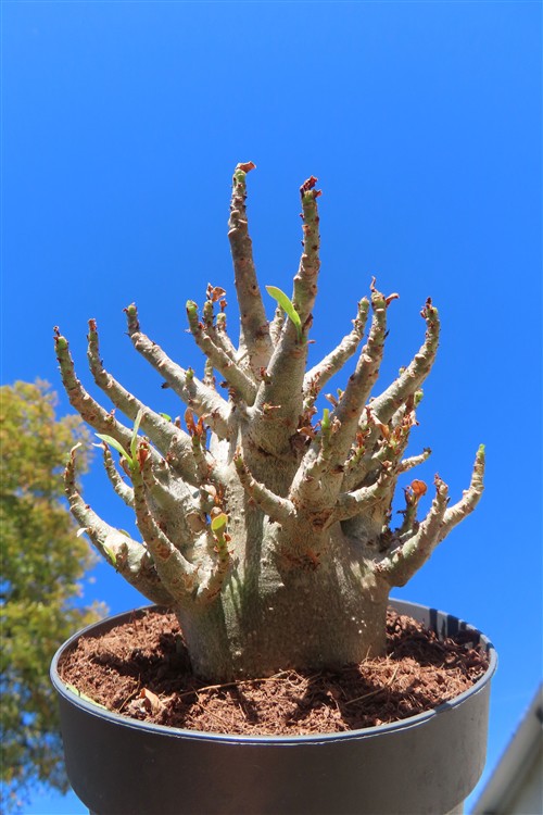 Adenium Baobab