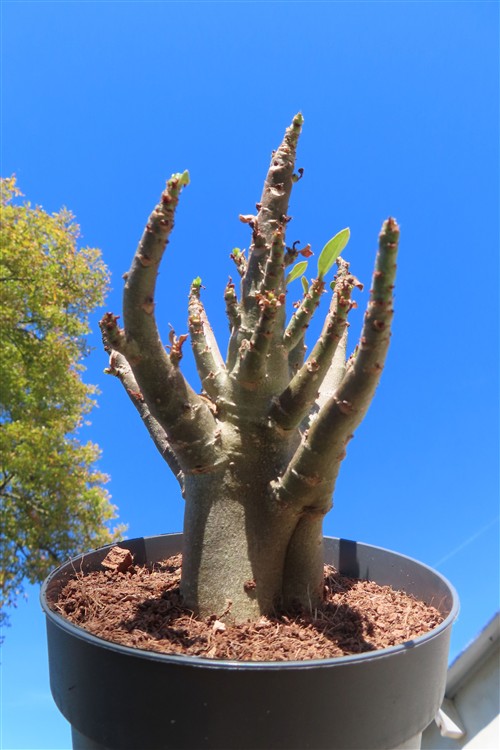 Adenium Baobab