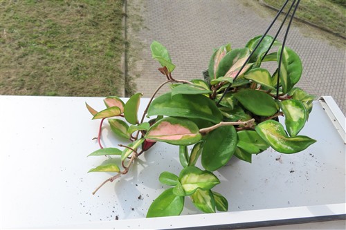 Hoya carnosa tricolor