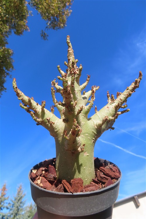 Adenium Baobab