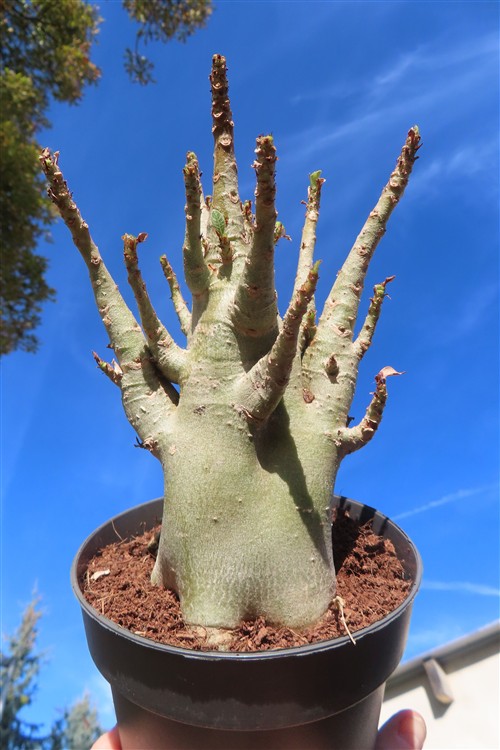 Adenium Baobab