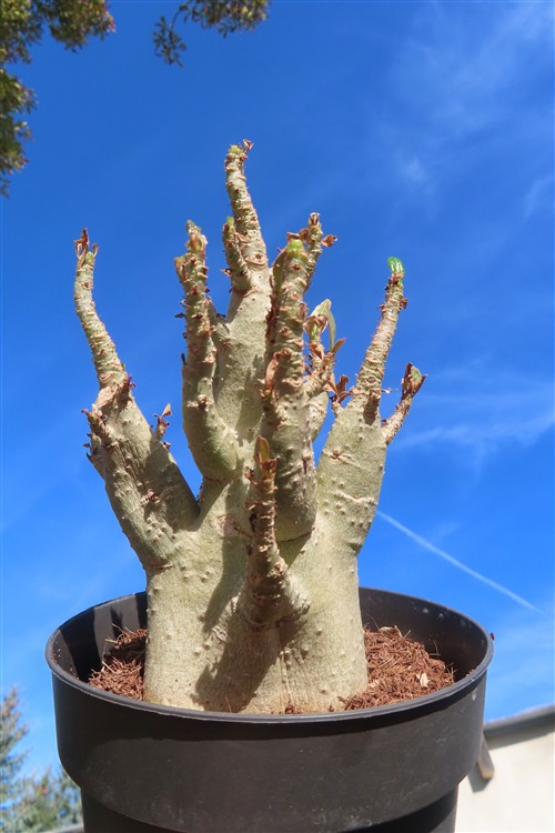 Adenium Baobab