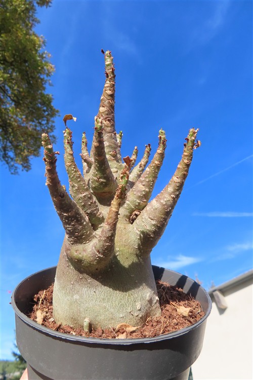 Adenium Baobab
