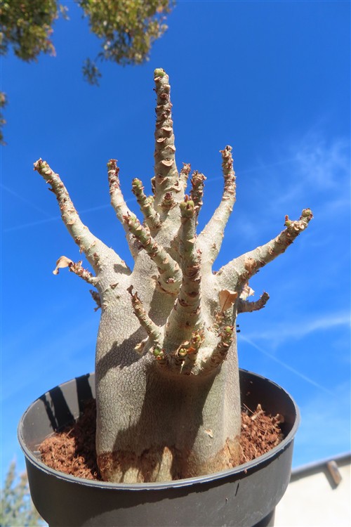 Adenium Baobab