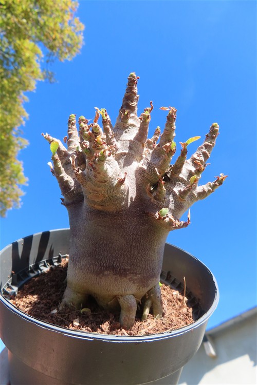Adenium Baobab