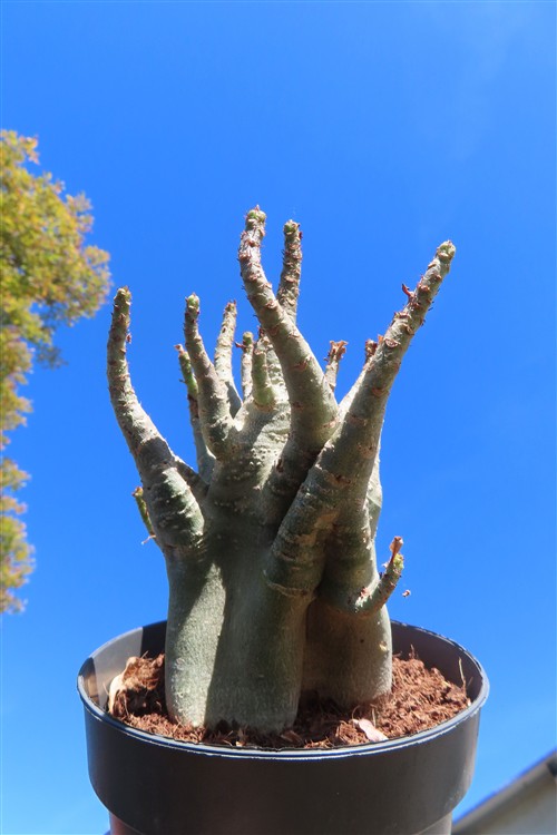 Adenium Baobab