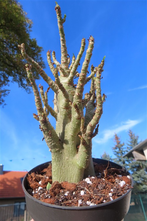 Adenium Baobab