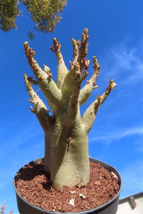 Adenium Baobab