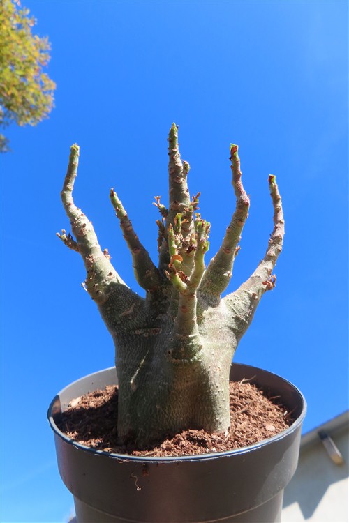 Adenium Baobab