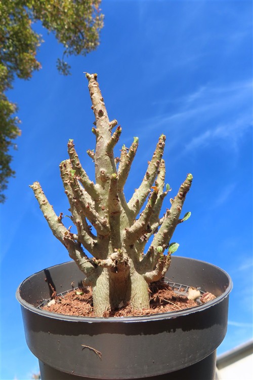 Adenium Baobab