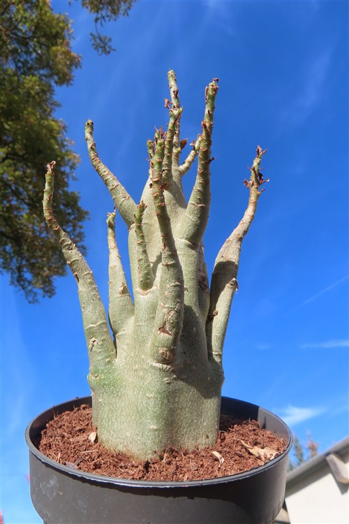 Adenium Baobab