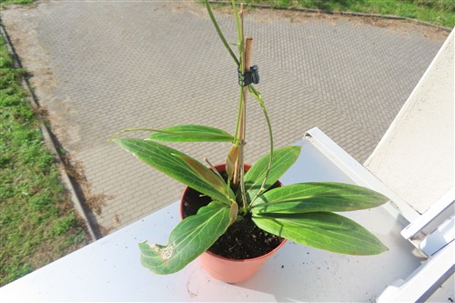 Hoya soligamiana