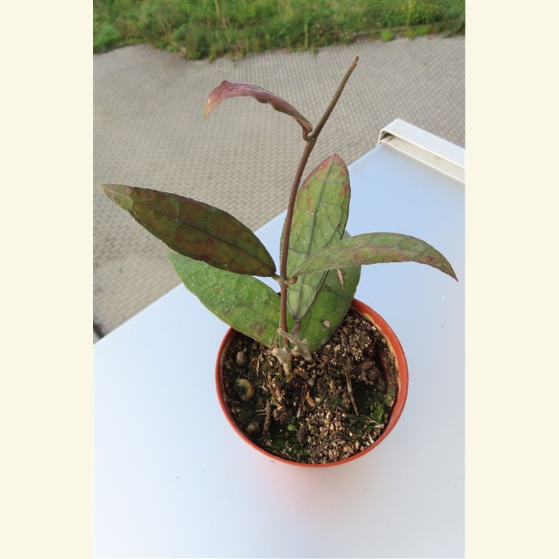 Hoya clemensiorum Dark Leaf