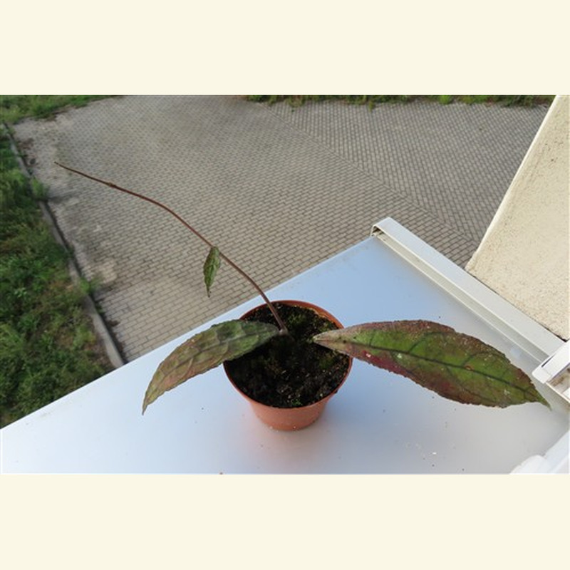 Hoya clemensiorum Dark Leaf