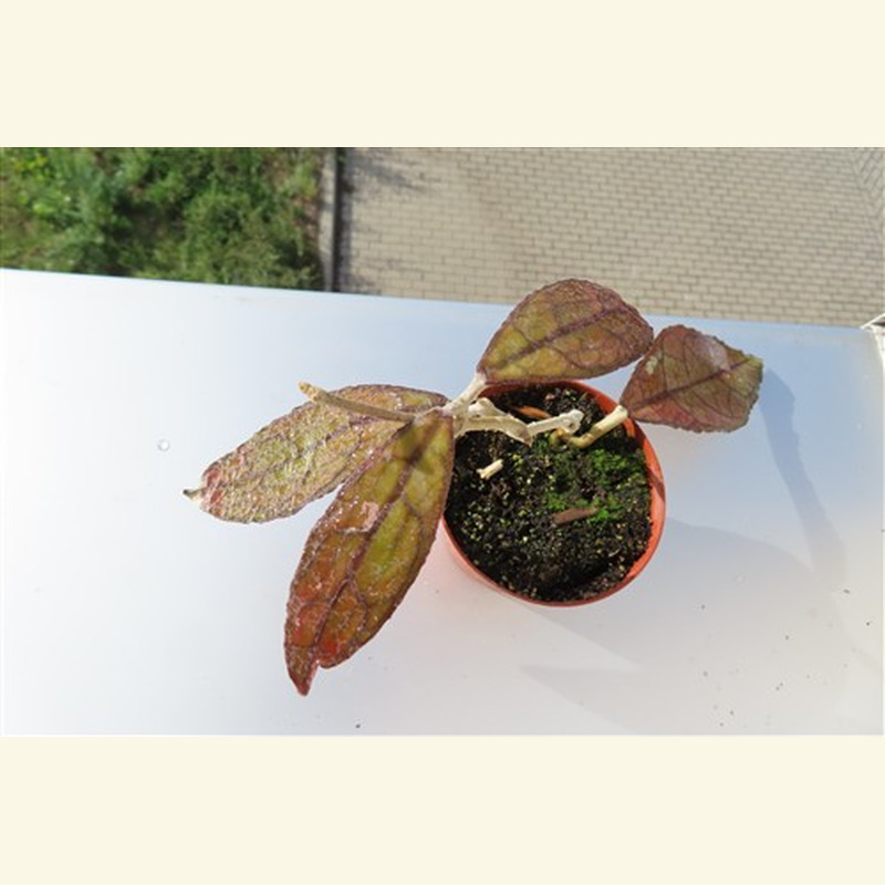 Hoya clemensiorum Dark Leaf
