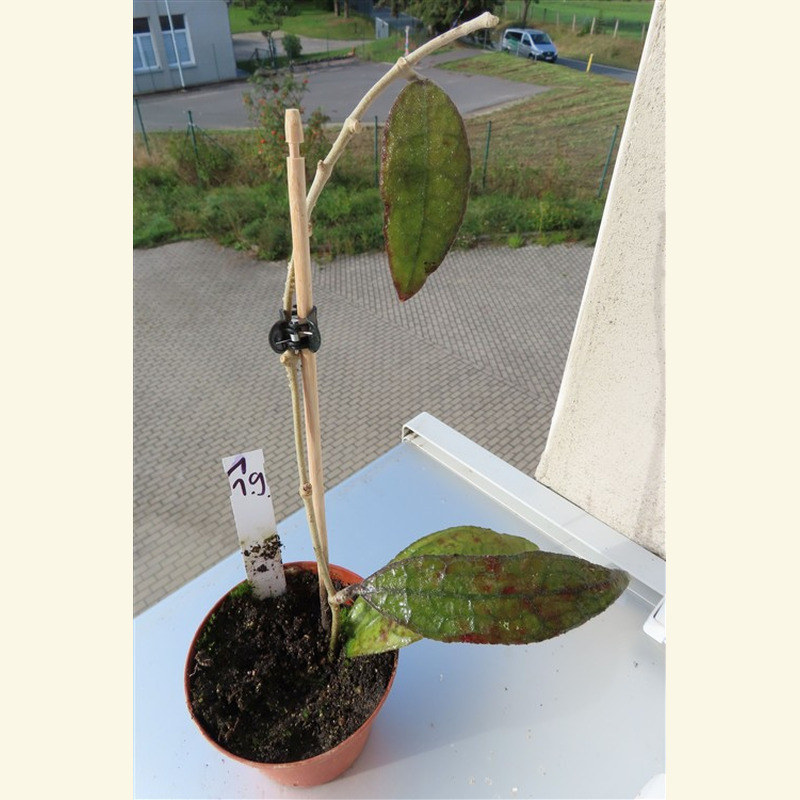 Hoya clemensiorum Dark Leaf