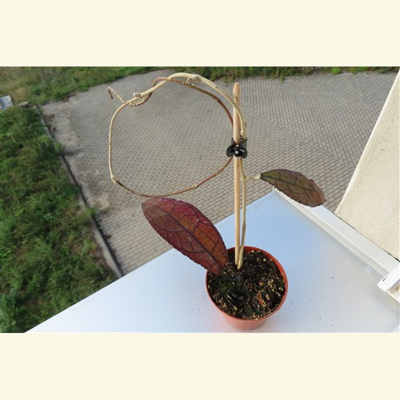 Hoya clemensiorum Dark Leaf
