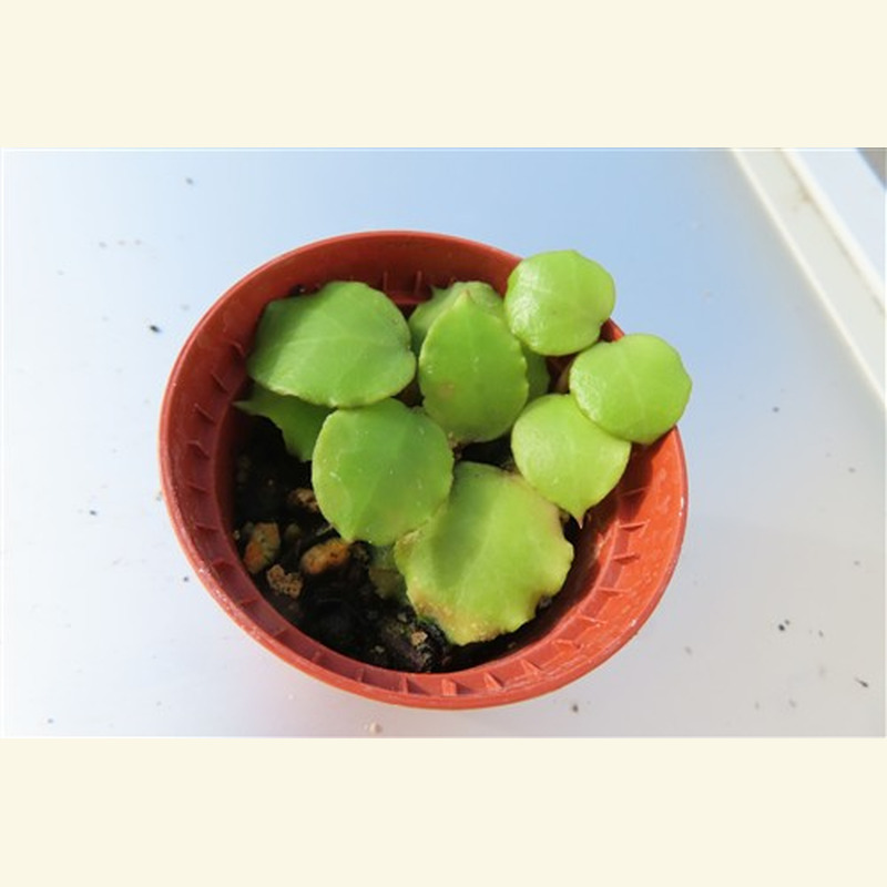 Hoya endauensis