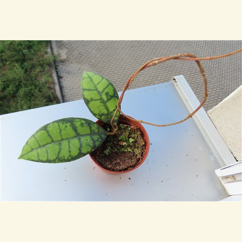 Hoya callistophylla Black Cat