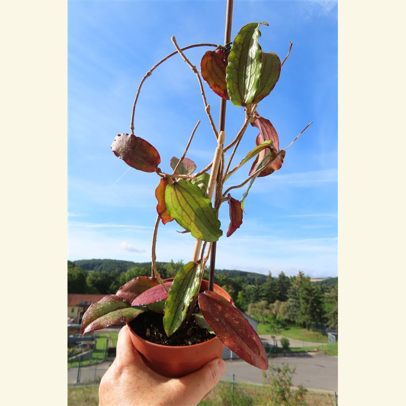 Hoya erythrina