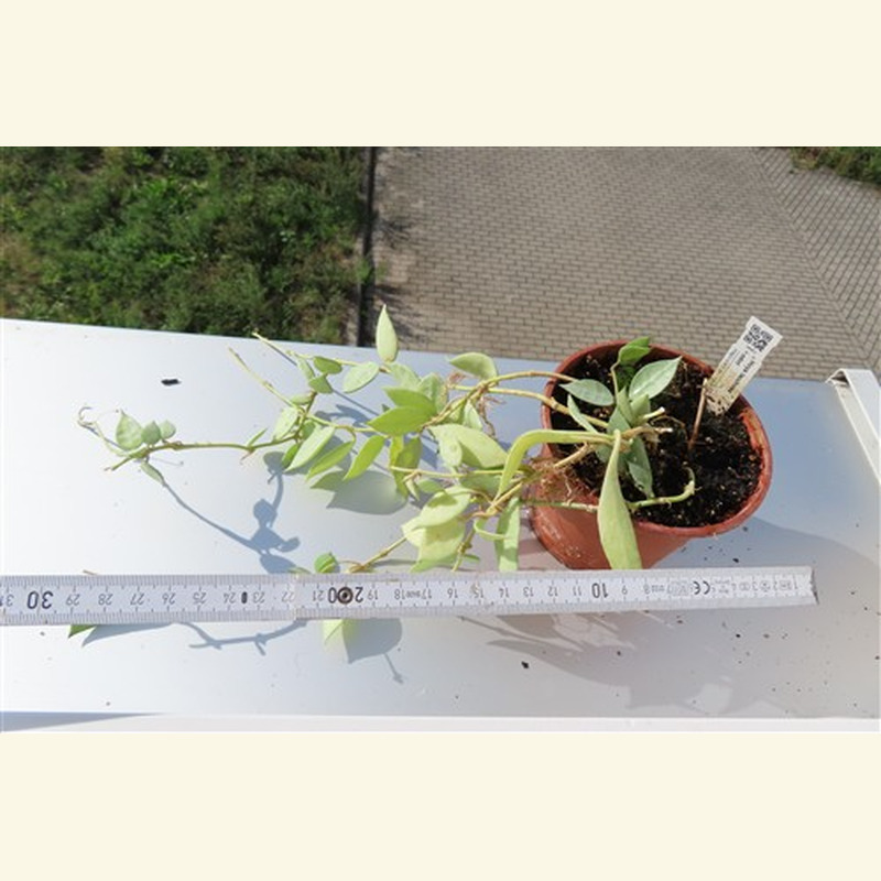 Hoya lacunosa mint