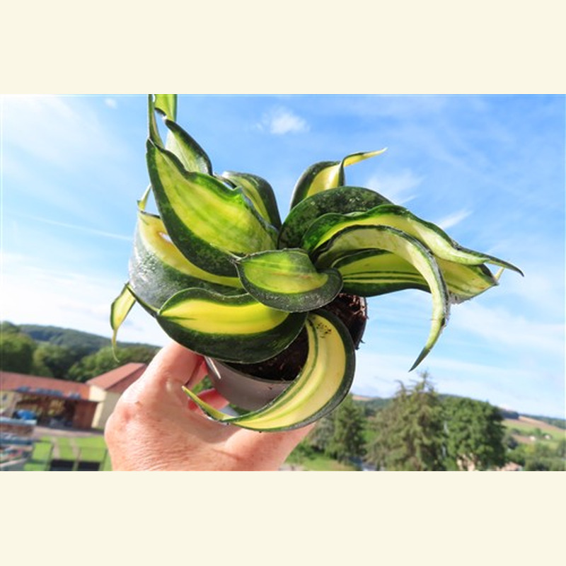 Sansevieria Curly Galaxy