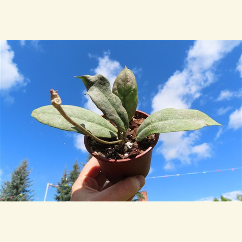 Hoya Mitrata silver
