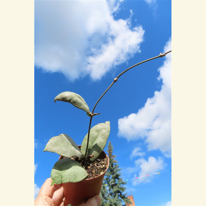 Hoya Mitrata silver