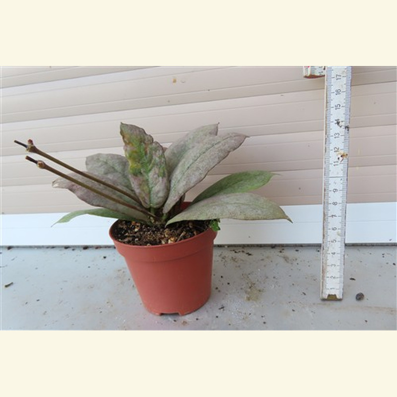Hoya Mitrata silver