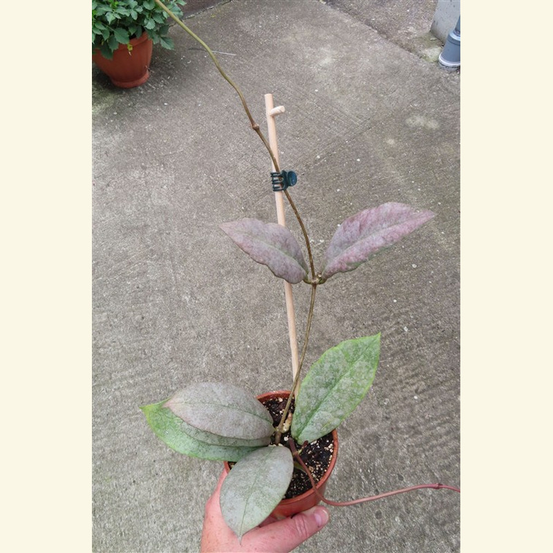 Hoya Mitrata silver