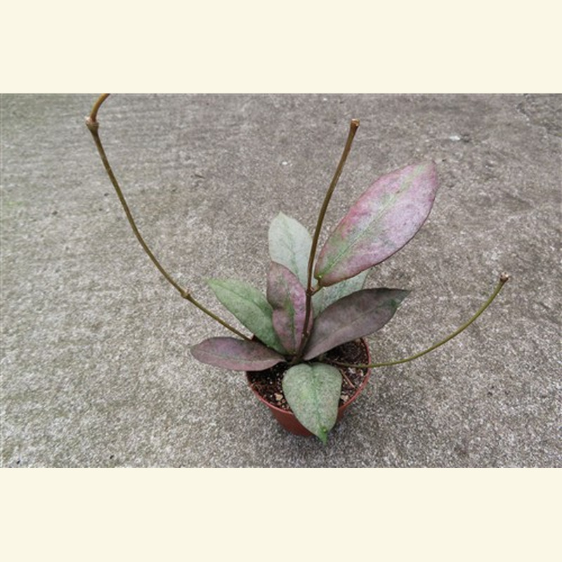 Hoya Mitrata silver
