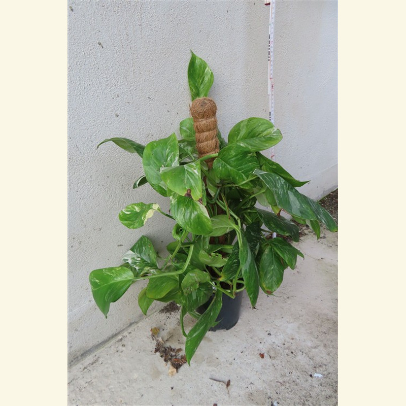 Monstera lechleriana variegata