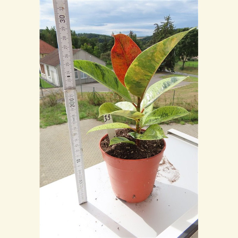 Ficus elasica shivereana