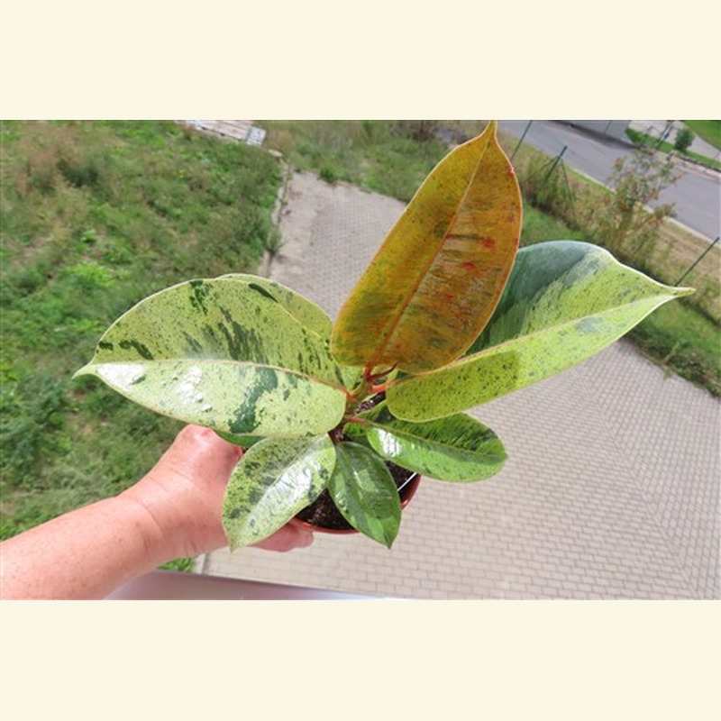 Ficus elasica shivereana