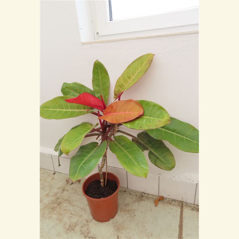 Philodendron Prince of Orange