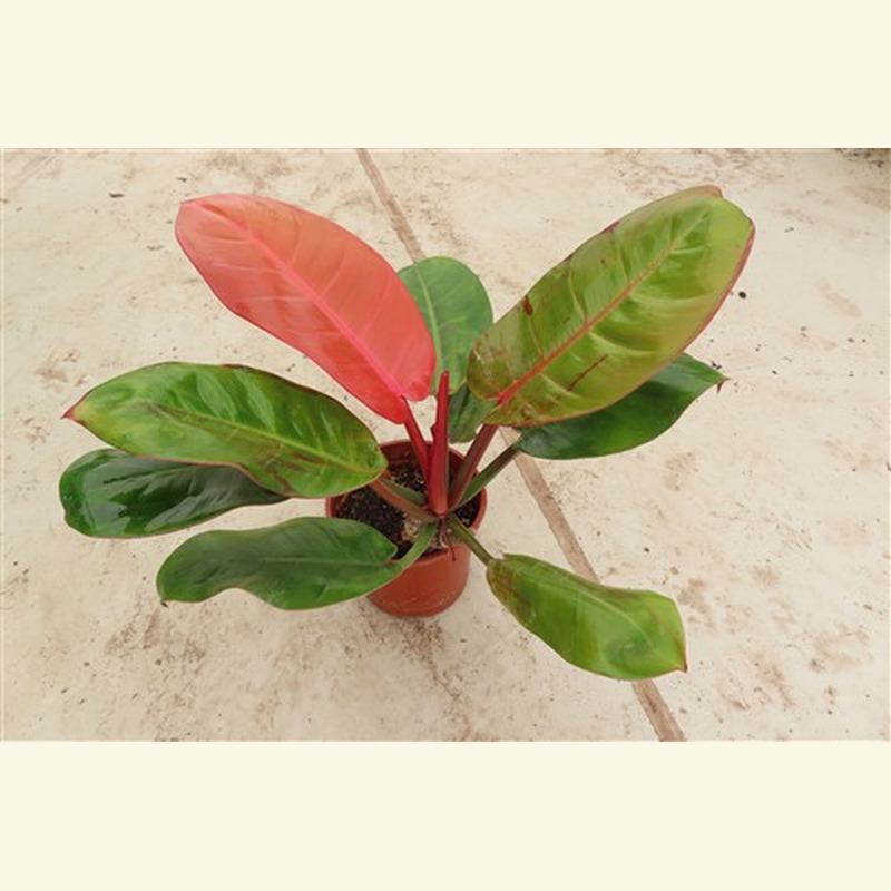 Philodendron Prince of Orange