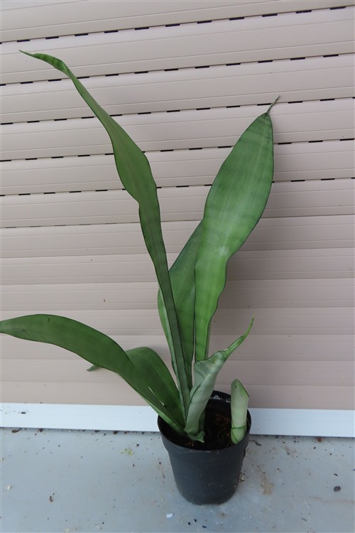 Sansevieria trifasciata Moonshine
