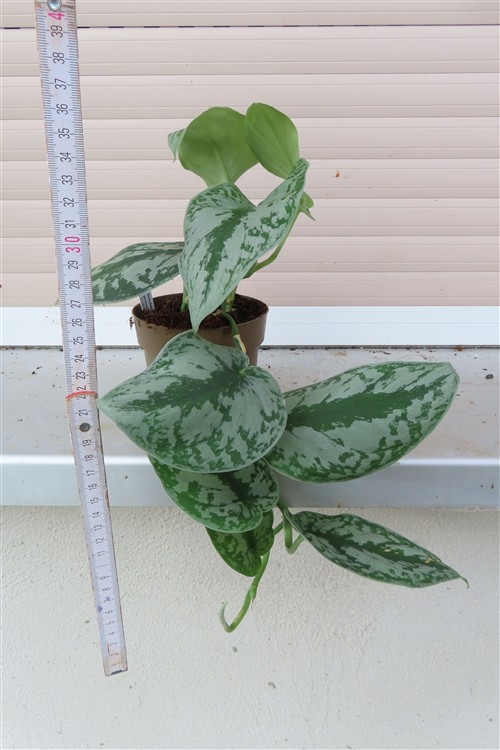 Scindapsus pictus Trebie