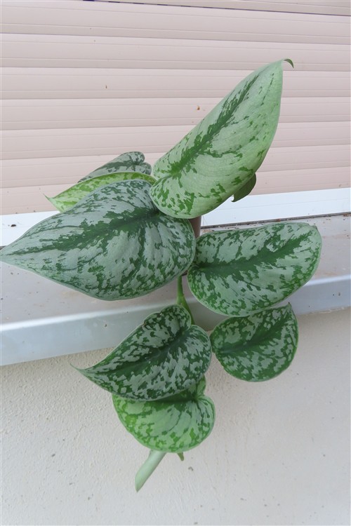 Scindapsus pictus Trebie