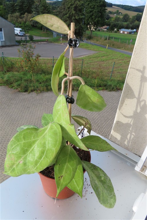 Hoya verticillata Wayang Splash