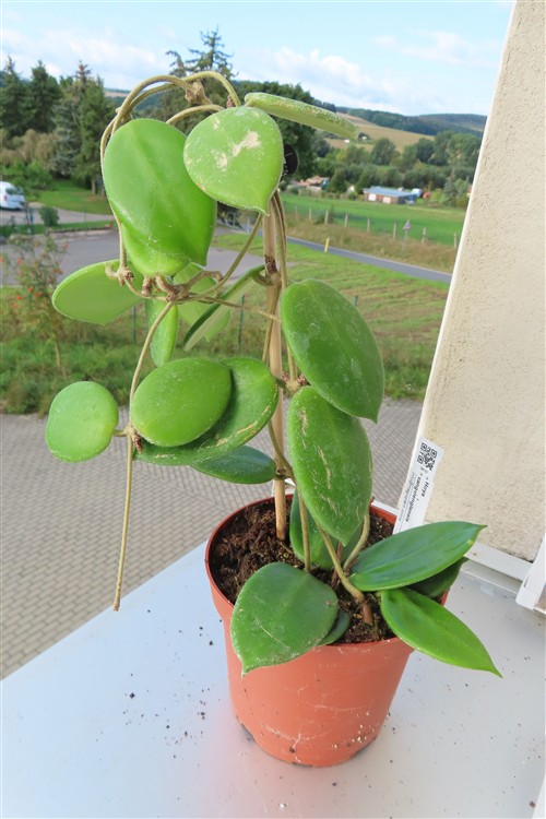 Hoya vangviengiensis