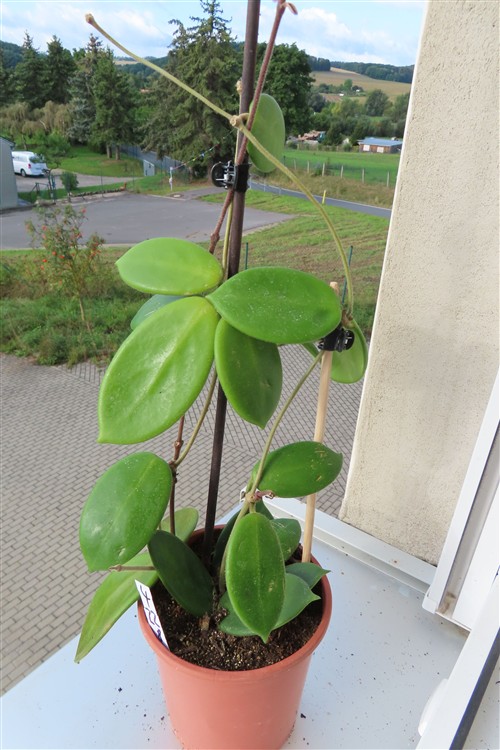 Hoya vangviengiensis